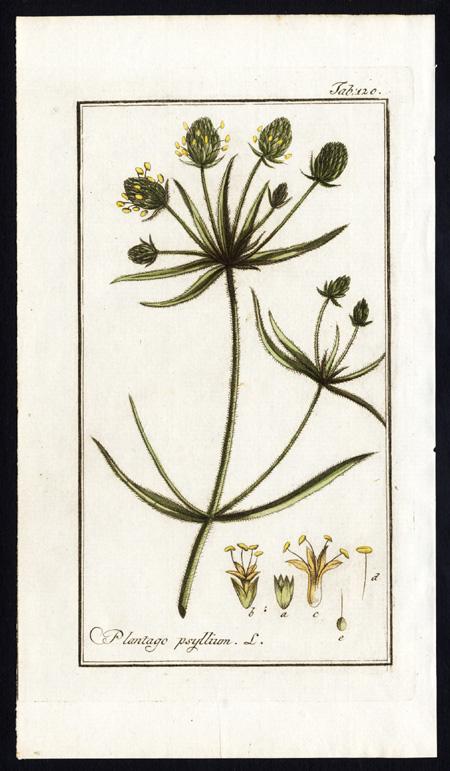 Antique Botanical Print-PLANTAGO PSYLLIUM-ISPAGHULA-PLANT-Zorn-1796 ...