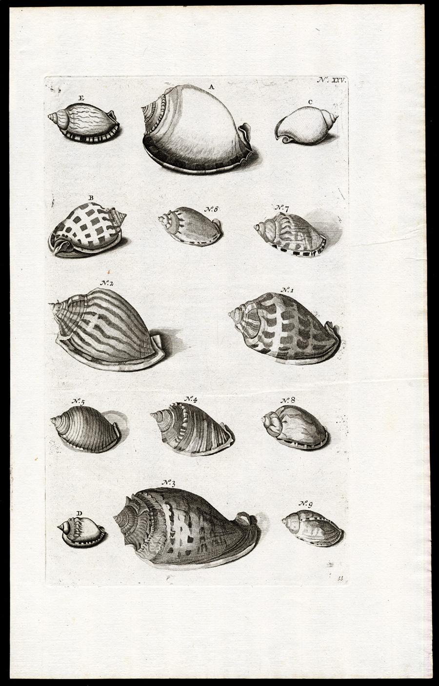 Antique PrintCASSIDAEVALVE SHELLMOLLUSKPl. 25RumphiusMerian1741