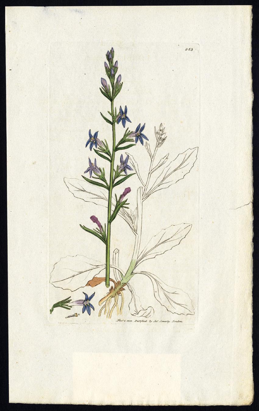 Antique Botany Print-ACRID LOBELIA-LOBELIA URENS-Smith-Sowerby-1817 ...