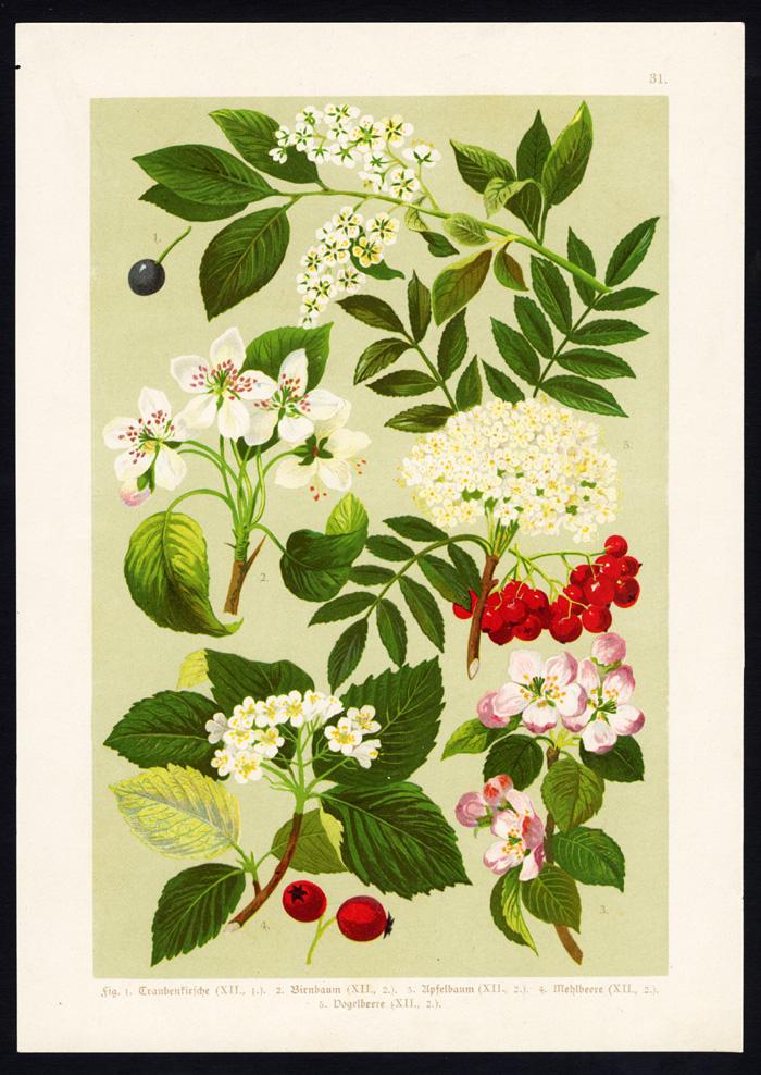 Antique Botany PrintBIRD CHERRYAPPLEPEARROWAN1890 Art / Print