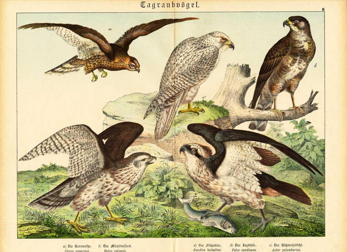 Birds of prey - Osprey – Antique Print Gallery