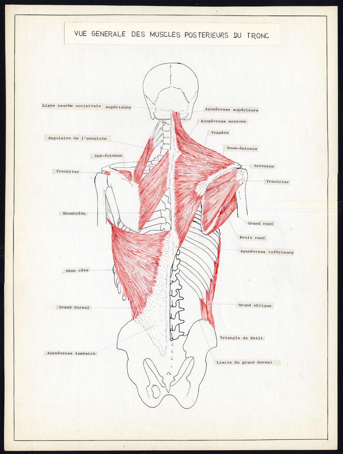 2 Original Anatomical Drawings-HUMAN-TORSO-MUSCLE-FRONT-REAR-1975: Art