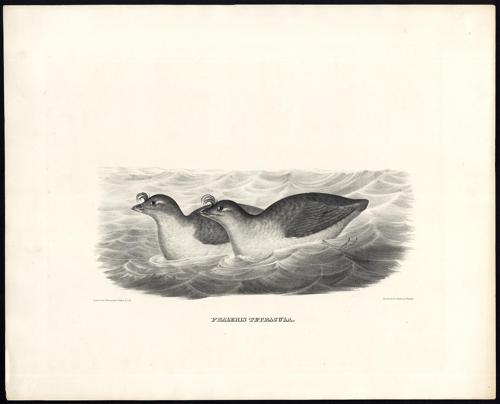 Antique Bird PrintORNITHOLOGYPACIFIC DOVEKIEB/WElliot1869 Art