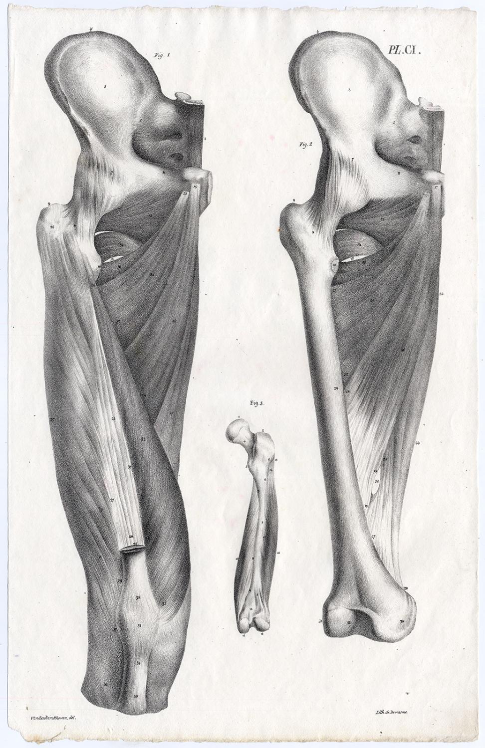Antique Print Human Anatomy Muscles Upper Leg Femur Bony Pelvis Ci Cloquet 1821 Kunst Nbsp Nbsp Grafik Nbsp Nbsp Poster Theprintscollector
