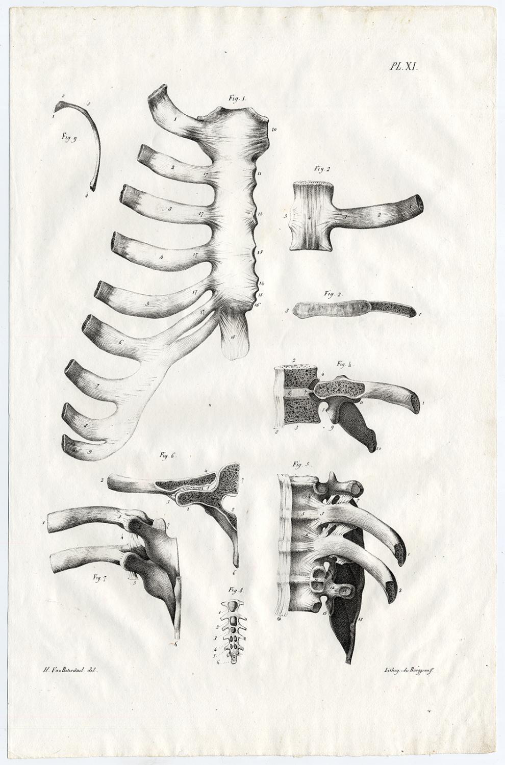 Antique Print Human Anatomy Rib Cage Bones Cloquet 1821 Arte Grabado