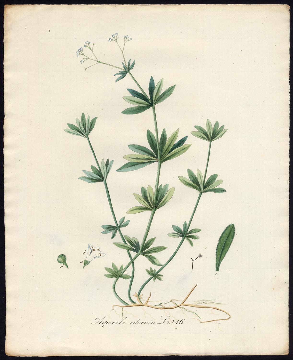 Antique Print-ASPERULA ODORATA-WOODRUFF-Sepp-Flora Batava-1800: Art ...