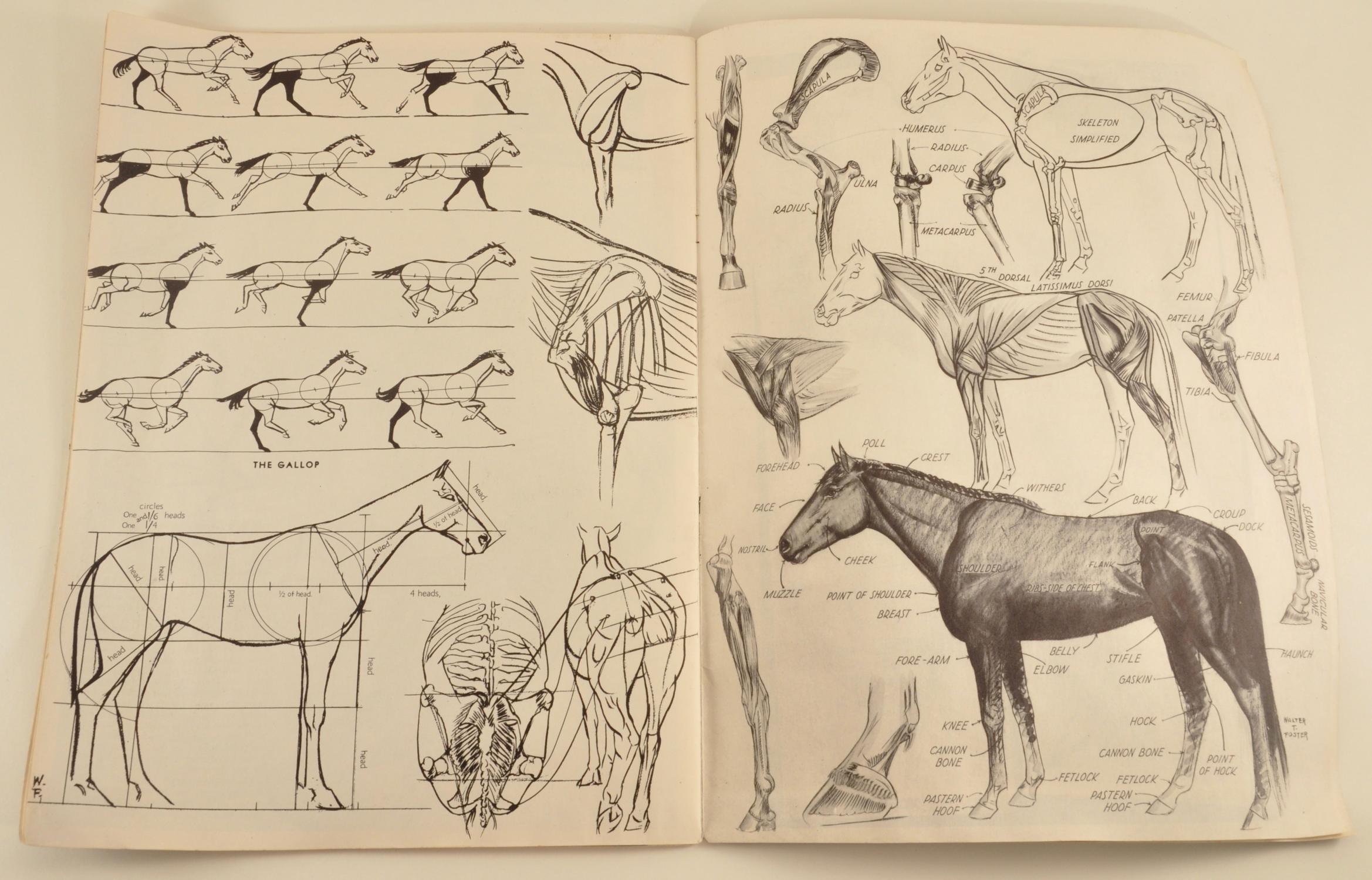 How to Draw Horses A Simple Way to Draw Horses by Foster, Walter Good