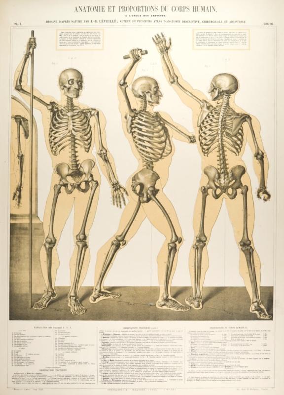 MEDIZIN. - Anatomie. "Anatomie et Proportions du Corps Humain". Drei