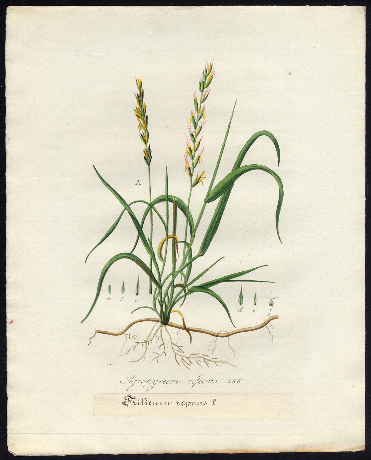 Antique Print-COUCH GRASS-ELYTRIGIA REPENS-ELYMUS-486-Flora Batava-Sepp-1800 [Very Good]