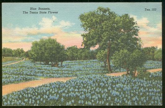 Image for BLUE BONNETS, TEXAS STATE FLOWER