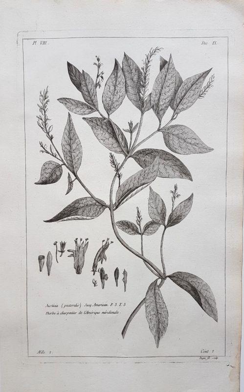 Justicia (pectoralis). L'herbe à charpentier de l'Amérique ...