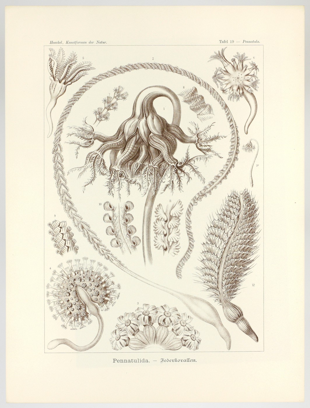 Kunstformen der Natur. Plate 19. Pennatula - Pennatulida - Federkorallen [Soft corals] Haeckel, E. [ ]