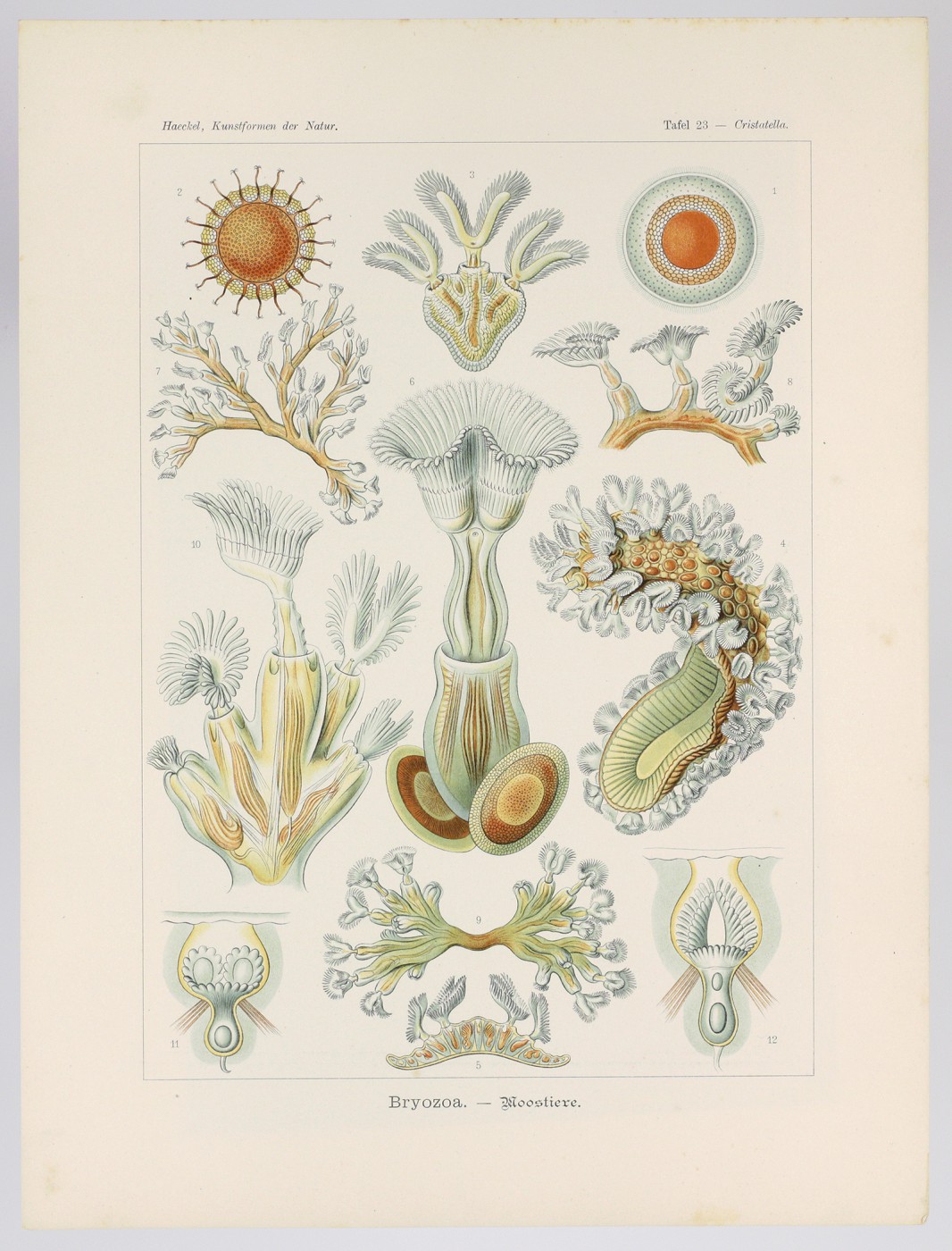 Kunstformen der Natur. Plate 23. Cristatella - Bryozoa - Moostiere [Bryozoa] Haeckel, E. [ ]