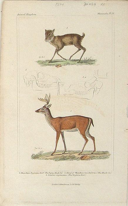 Deer. Virginia Deer and Pigmy Musk Ox. by by Latreille from Cuvier; Animal  Kingdom: (1834) Art / Print / Poster | theoldmapman