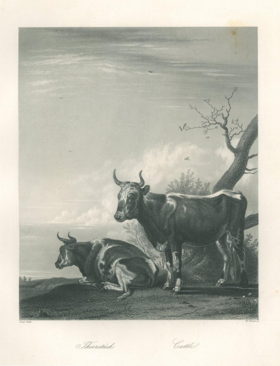 RINDER. - Kuh. Zwei Kühe auf der Weide.: Art / Print /  Poster | Franziska Bierl Antiquariat