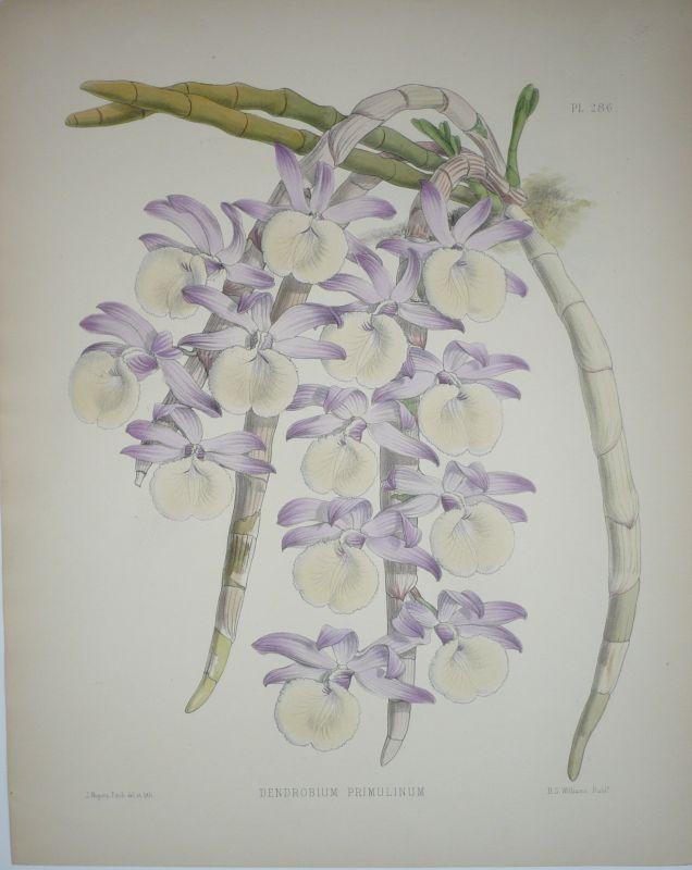 Dendrobium Primulinum. Kol. Lithgraphie 286 von J. Nugent Fitch aus: Warner, R./Moore, Th./Williams, B.S.: The Orchid Album. [ ]
