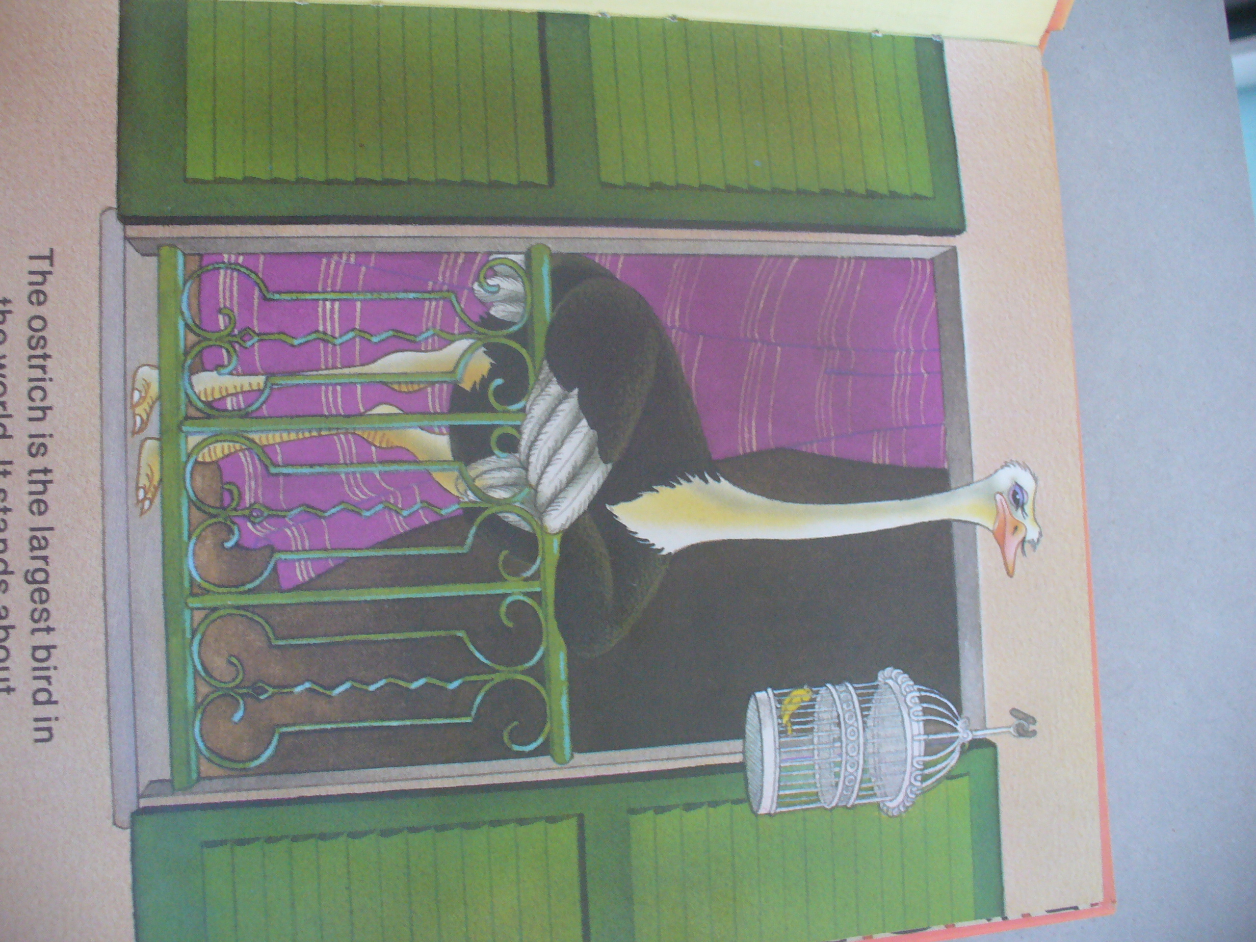 The Ostrich (Fantastic Zoo Ser.) by Sanchez, J. L.; Pacheco, M. A