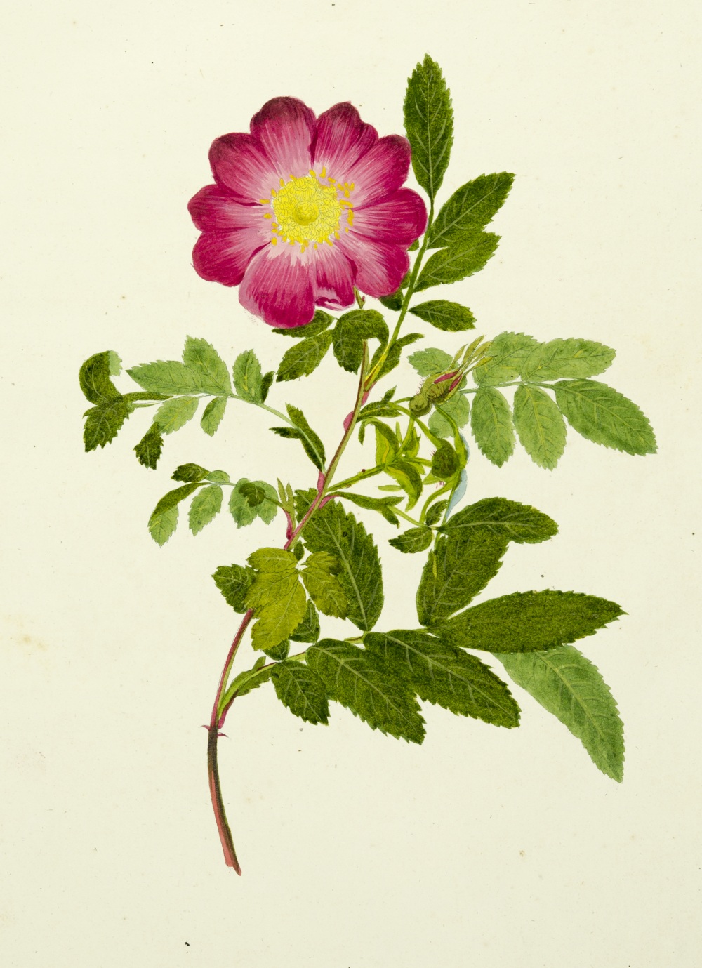 Die Rosen nach der Natur gezeichnet und colorirt mit kurzen botanischen