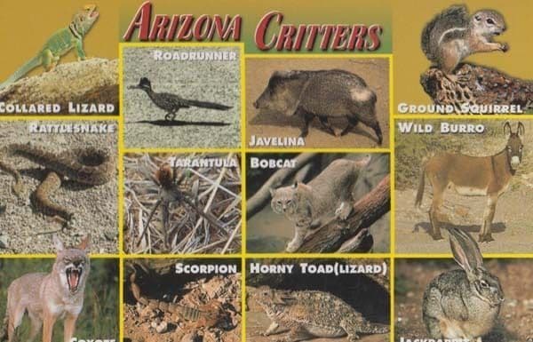Tarantula Horny Toad Scorpion Wild Burro Lizard Arizona Scary Animal  Postcard: Manuscript / Paper Collectible | Postcard Finder