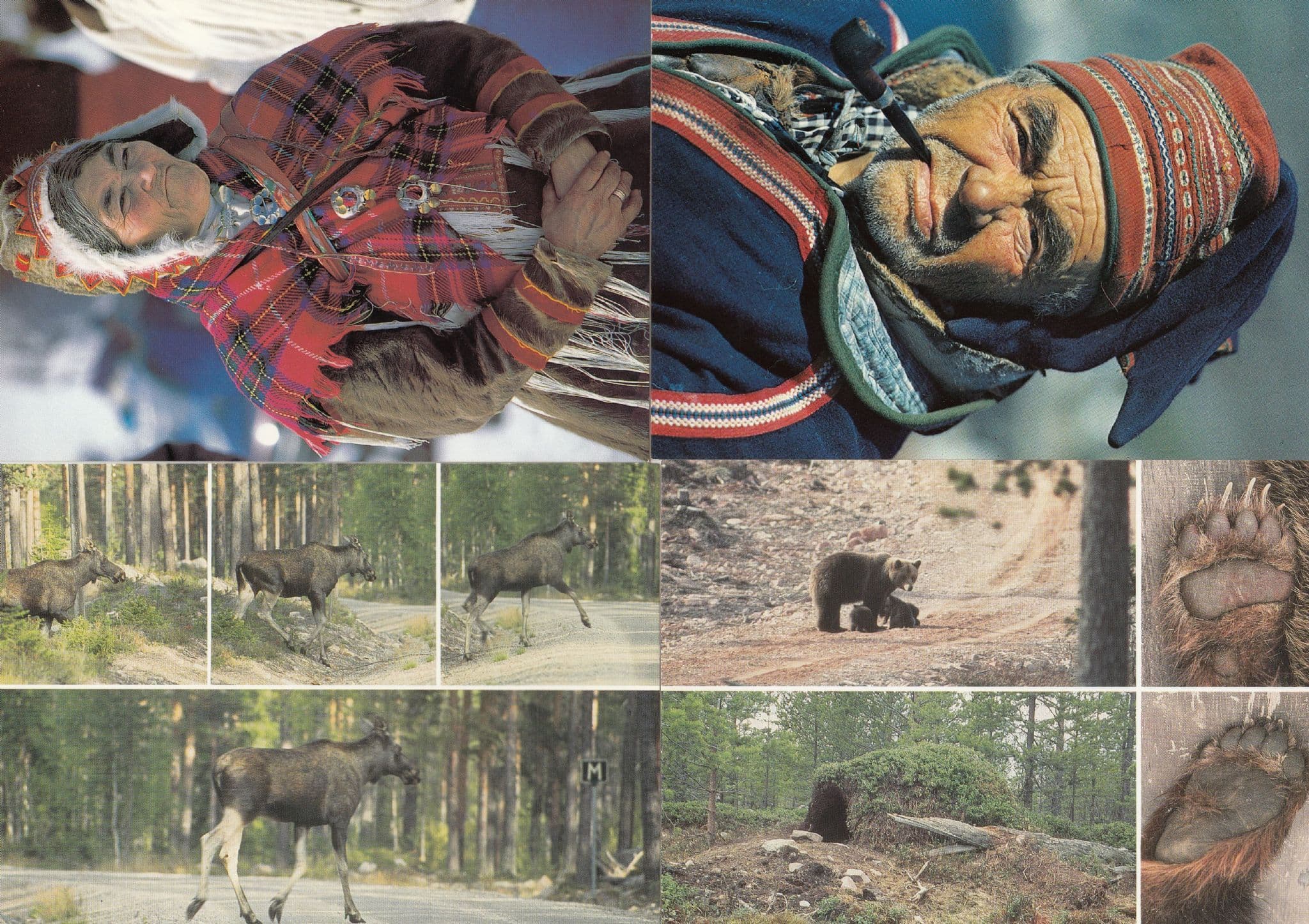 Norway Wild Deadly Animals & Sami Hunters 4x Norwegian Postcard s:  Manuscript / Paper Collectible | Postcard Finder