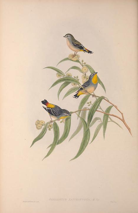 THE BIRDS OF AUSTRALIA Supplement ( All Species Discovered After Vols.I-VII). - Gould, John
