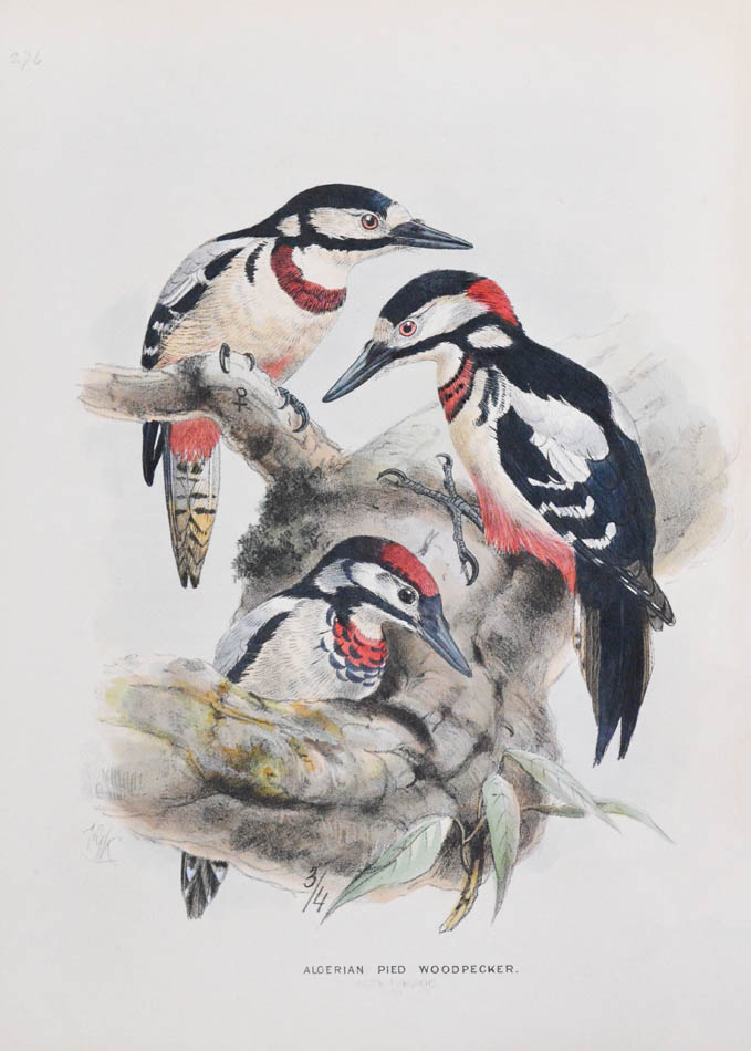A history of the birds of Europe. by DRESSER, Henry Eeles A history of the birds of Europe. by DRESSER, Henry Eeles