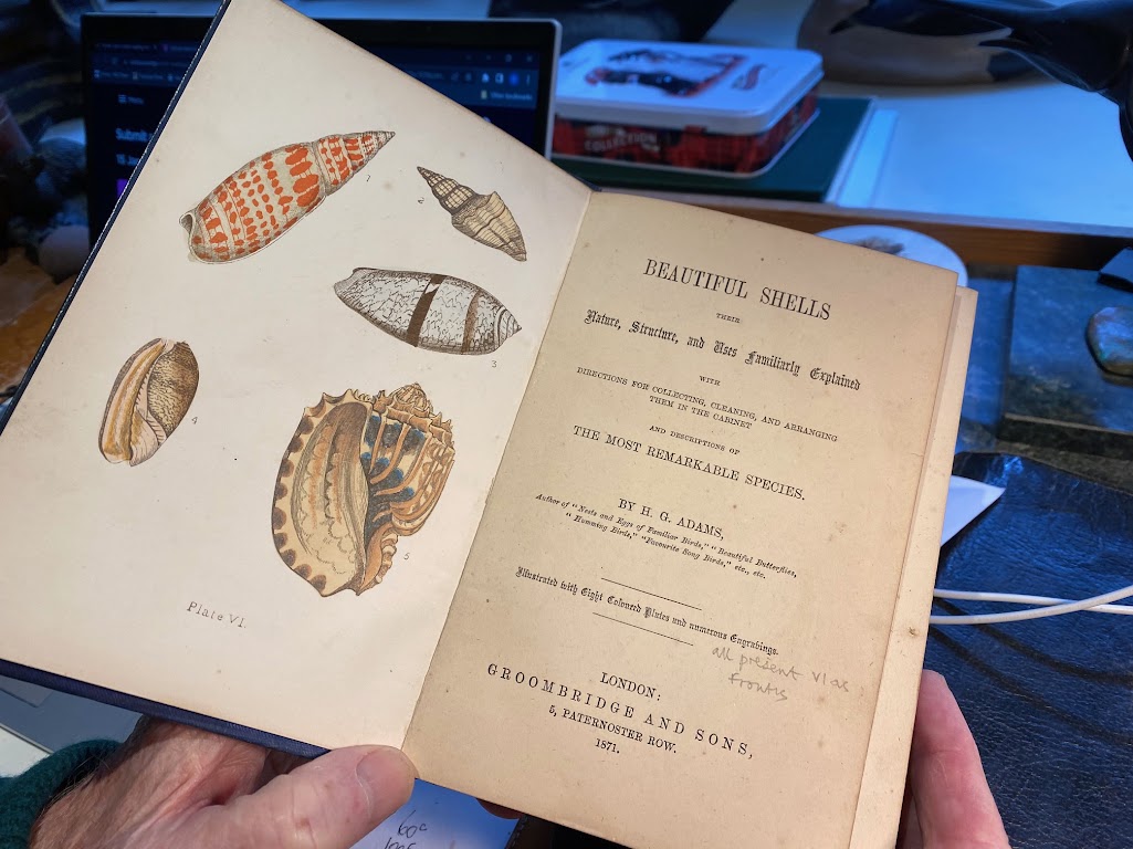 Beautiful shells : their nature, structure, and uses familiarly explained :  with directions for collecting, cleaning, and arranging them in the cabinet  and descriptions of the most remarkable species. Shells; Shells.