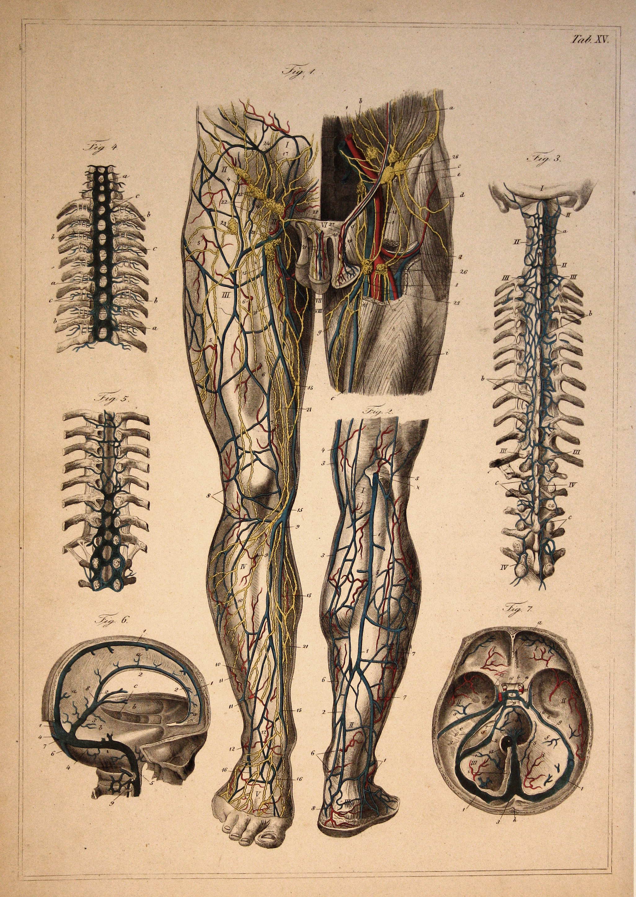 Beine Legs Wirbelsaule Spinal Column Venen Veins Anatomie Anatomy Medizin Medicine Stahlstich Steel Engraving Antique Print By Original Stahlstich 1900 Art Nbsp Nbsp Print Nbsp Nbsp Poster Antiquariat Steffen Volkel Gmbh