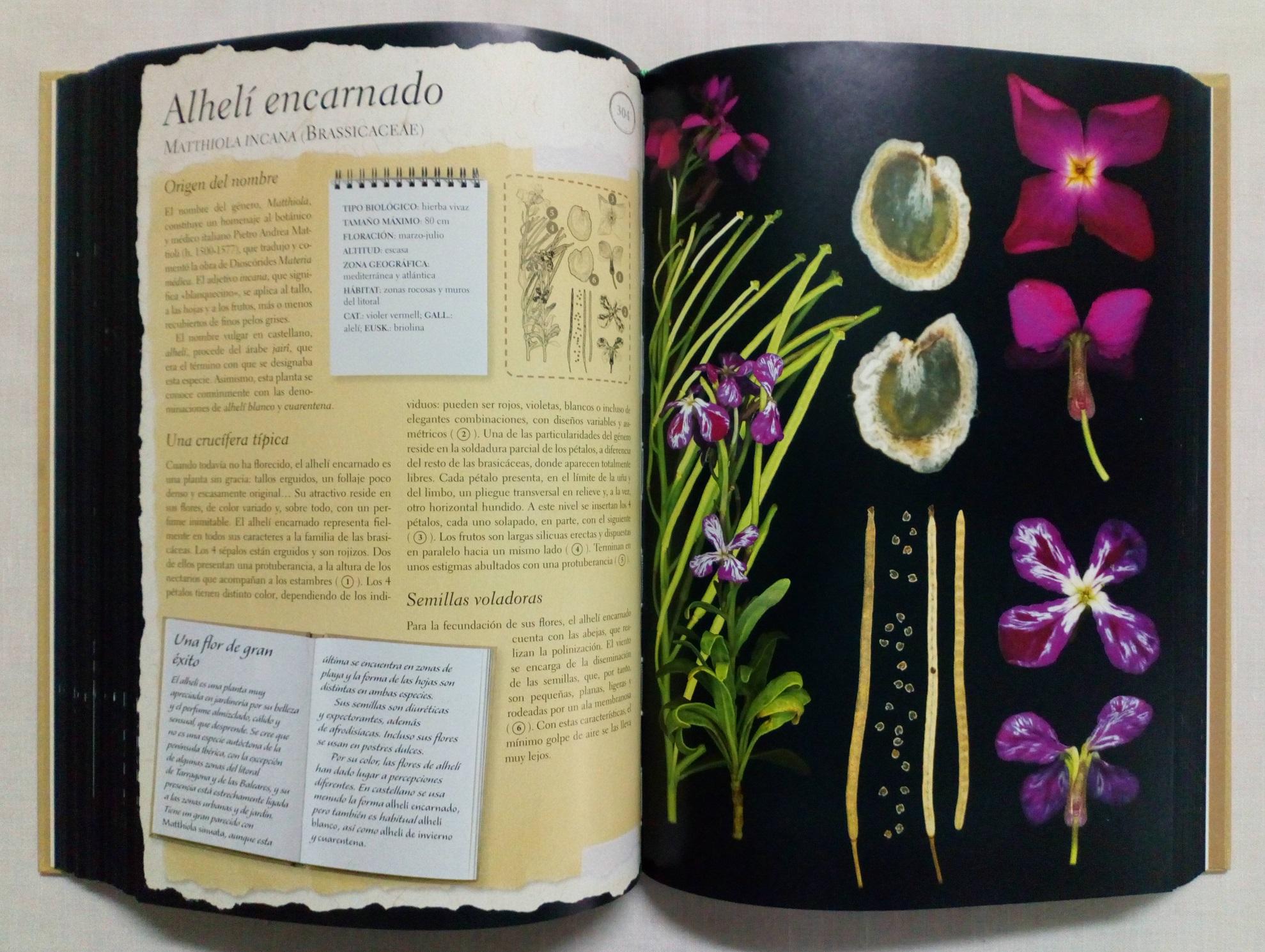 HERBARIO DE PLANTAS SILVESTRES LAROUSSE. COMO NUEVO!!! by PIERRE Y DÉLIA VIGNES: Como Nuevo Encuadernación de tapa dura (2010) | Grupo Letras HERBARIO DE PLANTAS SILVESTRES LAROUSSE. COMO NUEVO!!! by PIERRE Y DÉLIA VIGNES: Como Nuevo Encuadernación de tapa dura (2010) | Grupo Letras