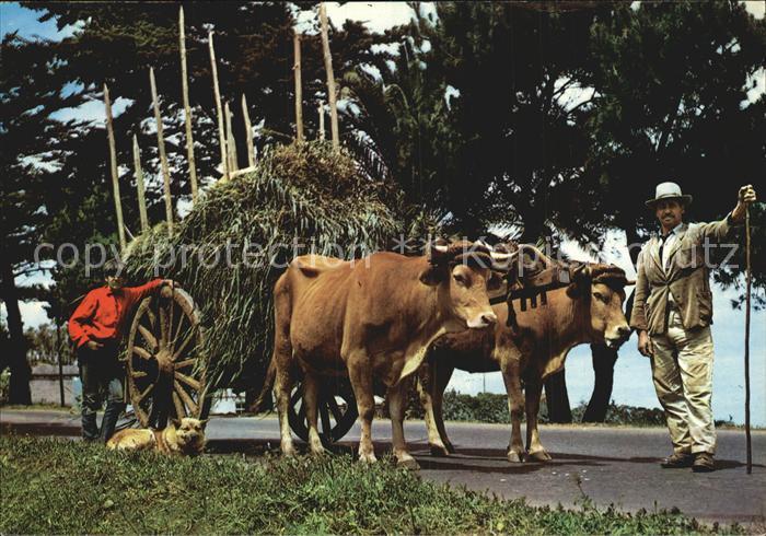 Postkarte Carte Postale Landwirtschaft Ochsenkarre Gran Canaria Carreta