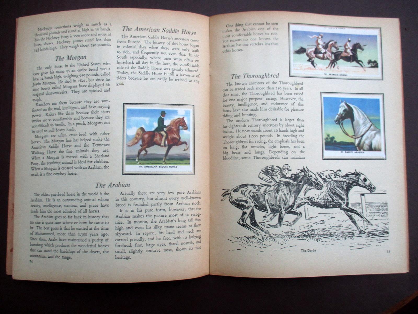 A Golden Stamp Book. Horses. by Rachlis, Eugene.: Good Soft cover