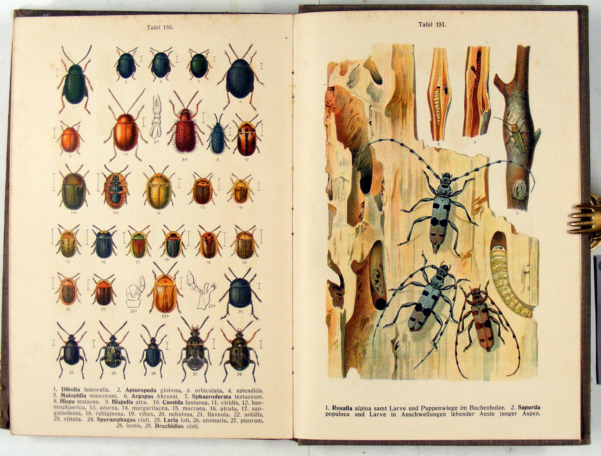 Fauna Germanica. Die Käfer des Deutschen Reiches. by Reitter Fauna Germanica. Die Käfer des Deutschen Reiches. by Reitter