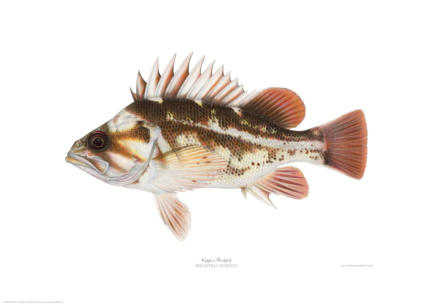 Copper Rockfish by Joseph Tomelleri Unknown (2019) Limited Edition