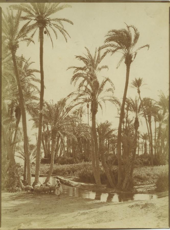Morocco Marrakech Palmeraie Palm Grove Shepherd Old Photo Felix 1915 by ...