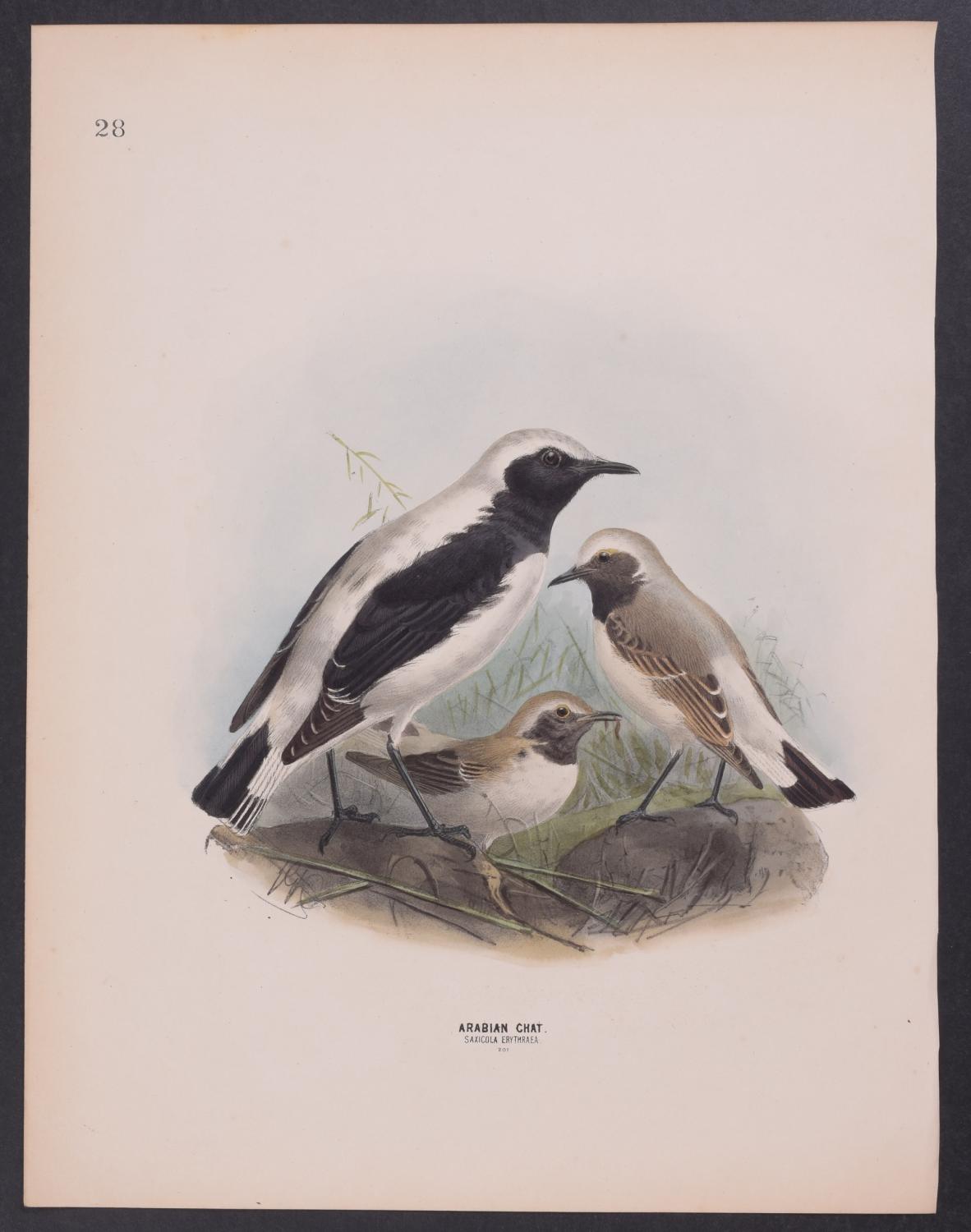 Arabian Chat By Henry Dresser 1871 Art Nbsp Nbsp Print Nbsp Nbsp Poster Trillium Antique Prints Rare Books