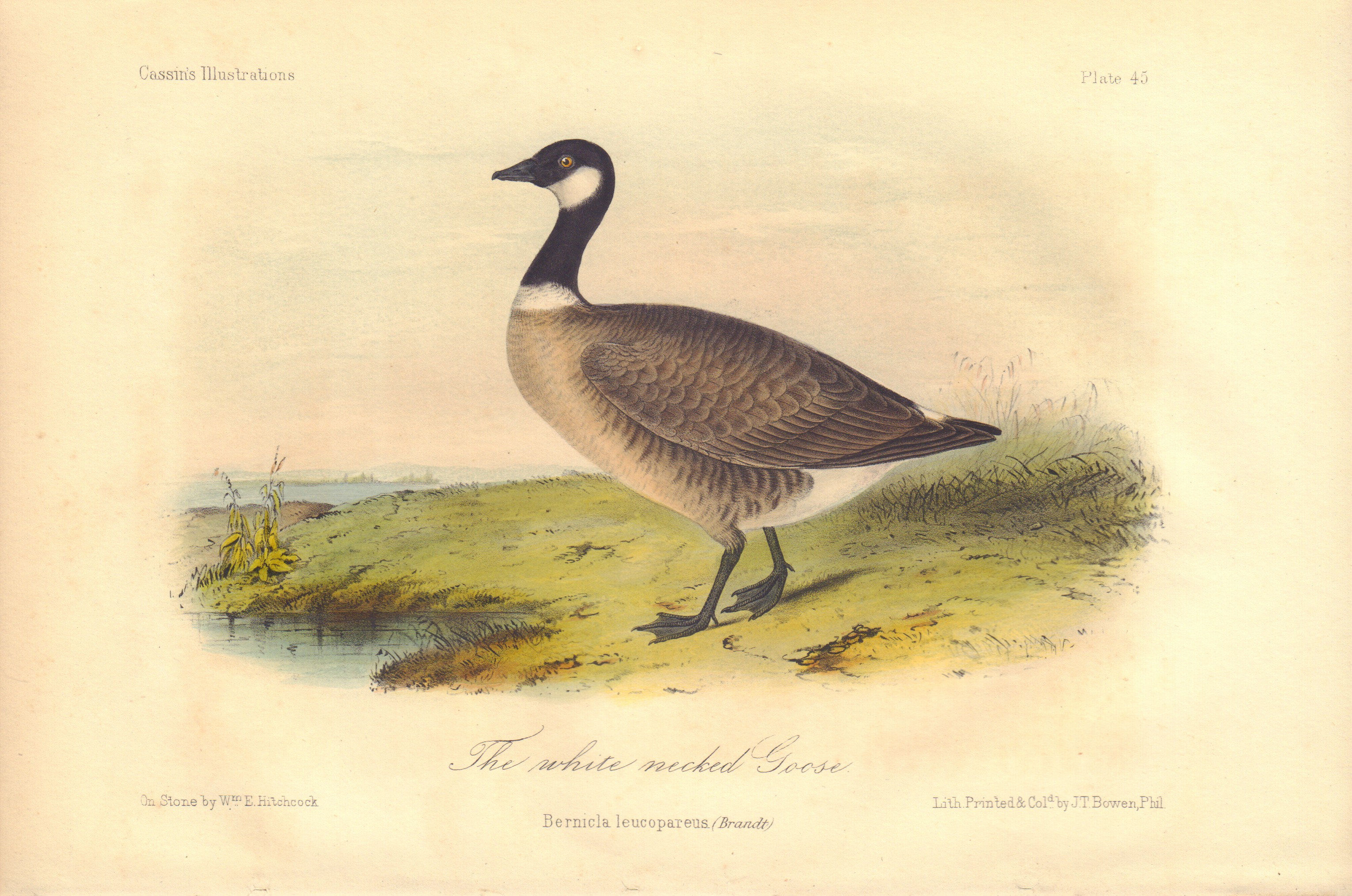 The White Necked Goose: Bernicla Leucopareus de John Cassin: (1856 ...