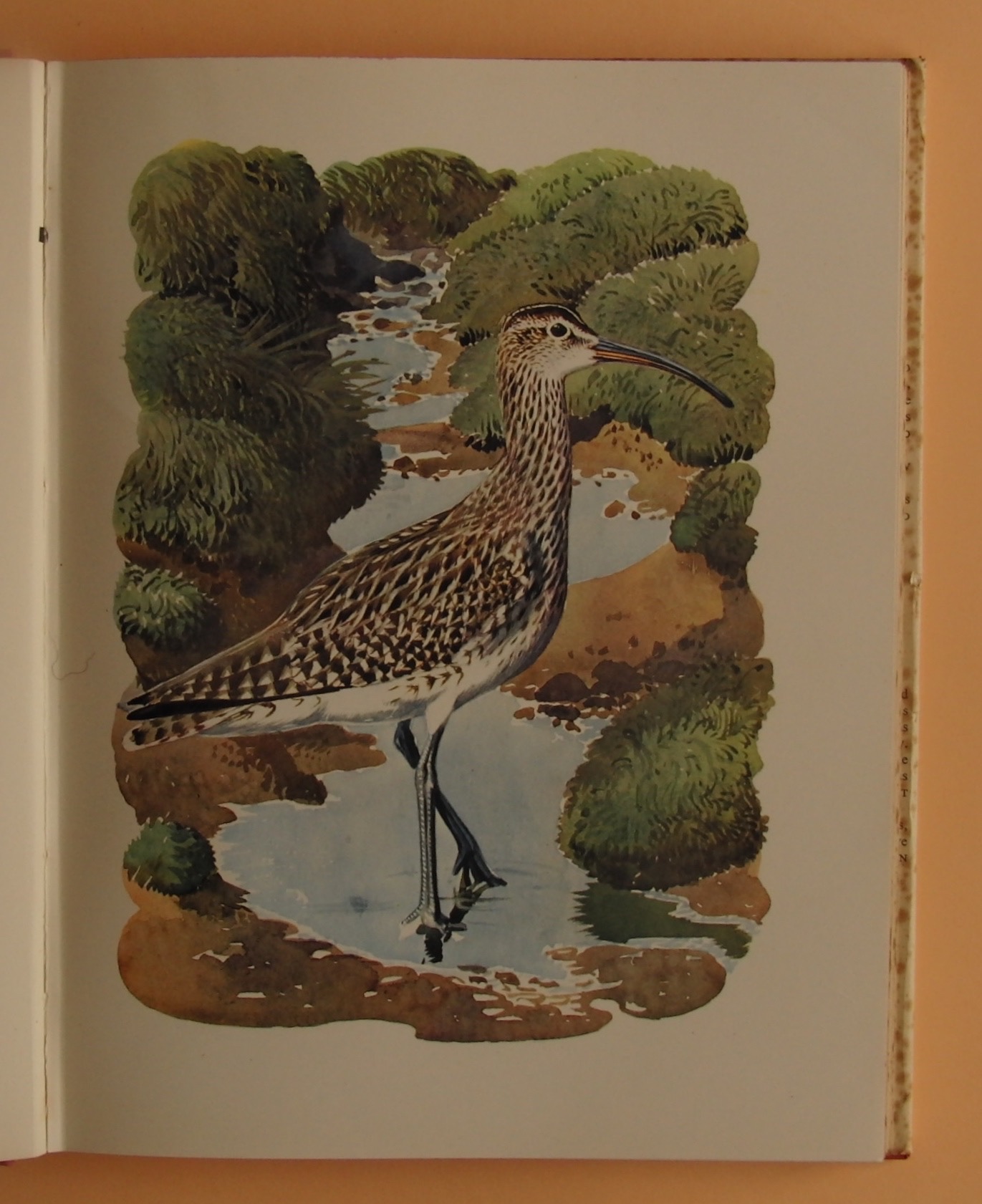 SHORELANDS SUMMER DIARY. by TUNNICLIFFE, C. F.: Hardcover (1952) First ...