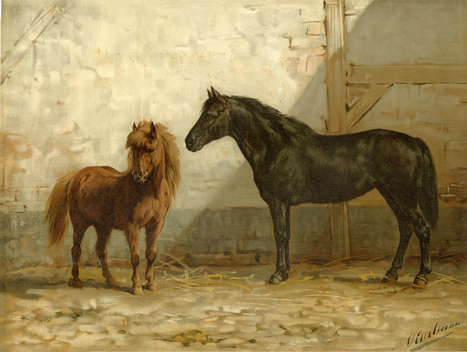 Horse-breeds-English-French Ponies-Paard After EERELMAN, : (1898)  Arte / Grabado / Póster | Pictura Prints, Art & Books