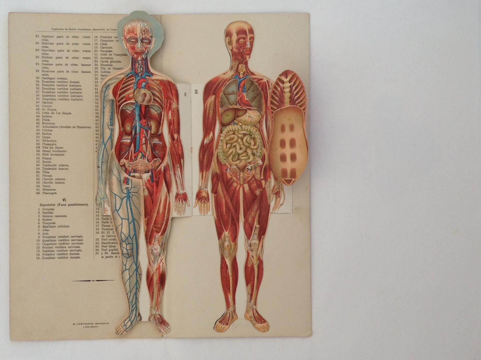 Le Corps Humain - Anatomie De La Femme - Planches Demontables Avec Notice Explicative: Fine Hard ...