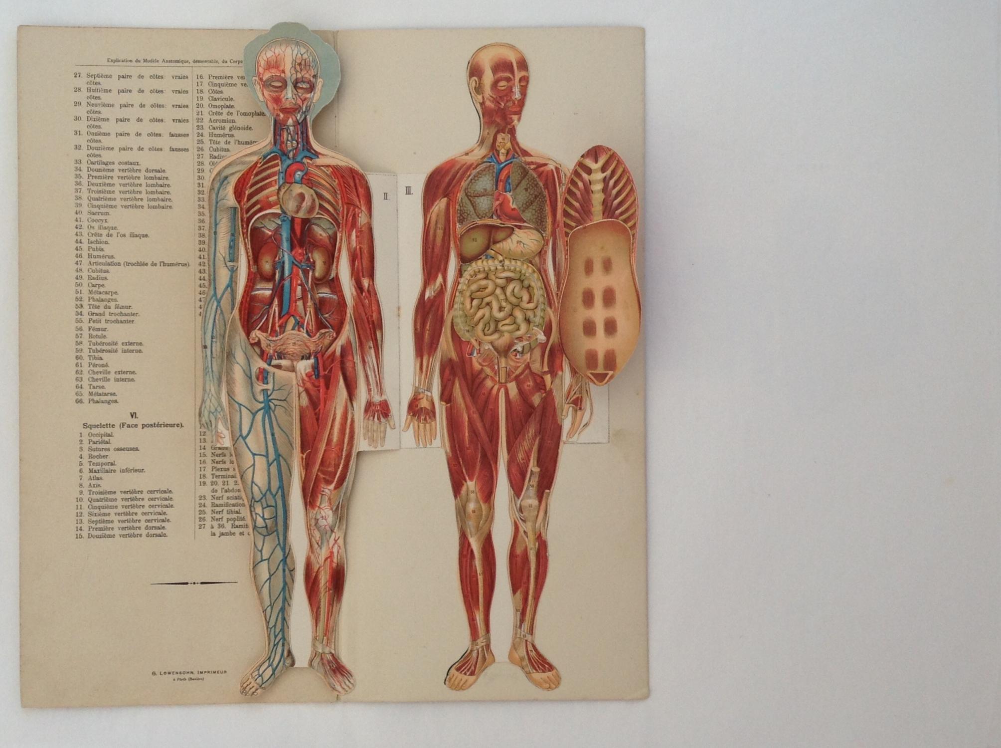 Le Corps Humain Anatomie De La Femme Planches Demontables Avec