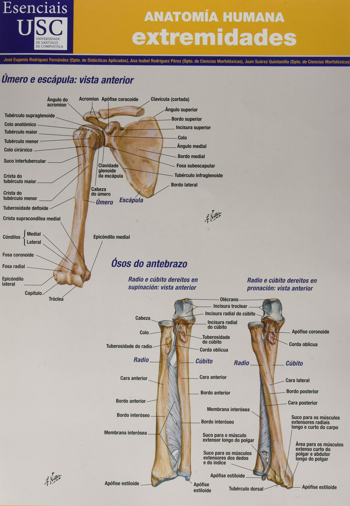 Anatomía humana Extremidades - Rodríguez Fernández, José Eugenio