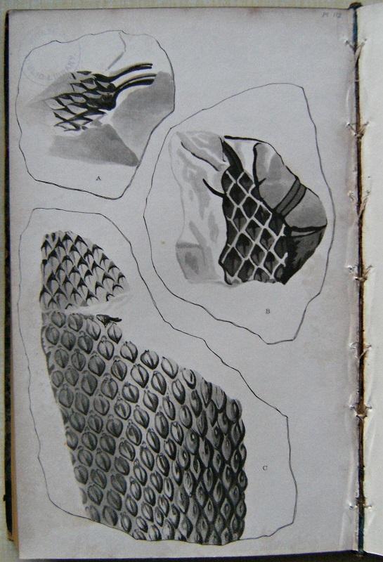 The Fossil Flora of Great Britain; or Figures and