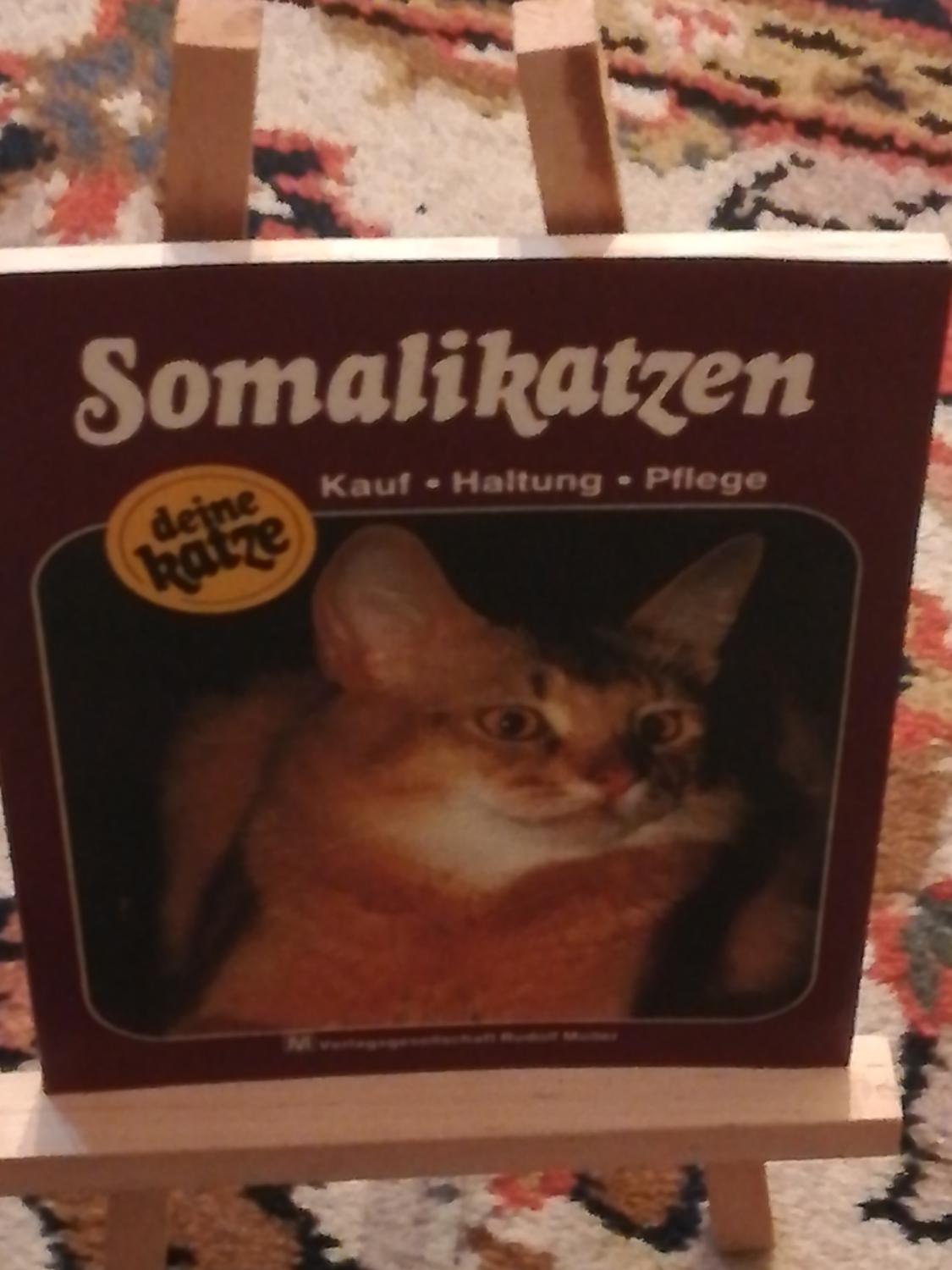 Somalikatzen, Kauf, Haltung, Pflege - Offschinski Silke