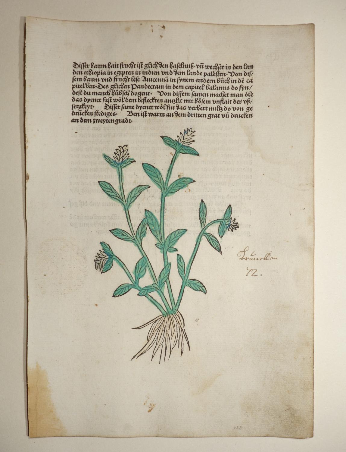 Gart der Gesundheit (GWM 9766, Hain 8948). Blatt Cap. LXXII. Brunella