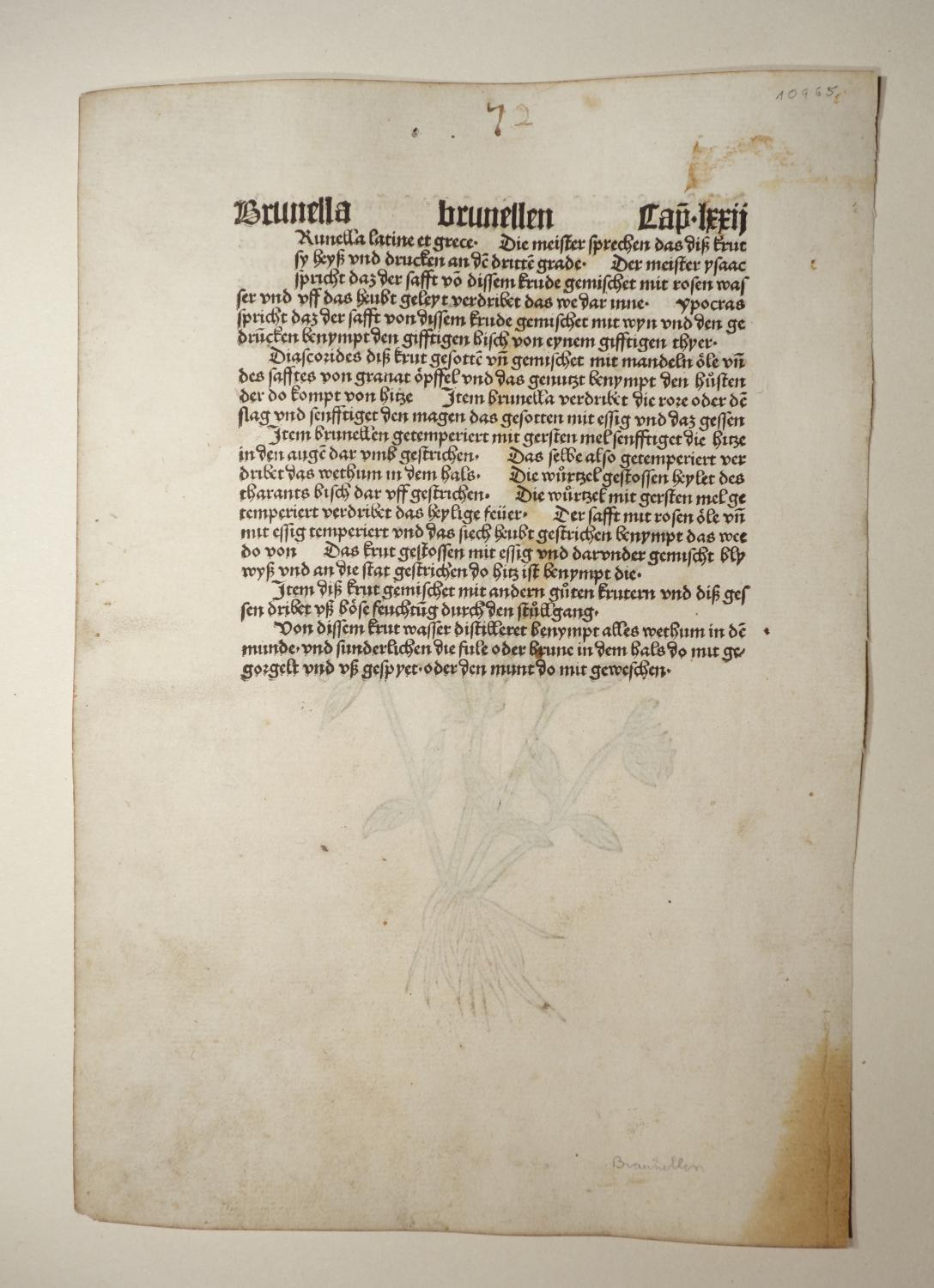 Gart der Gesundheit (GWM 9766, Hain 8948). Blatt Cap. LXXII. Brunella