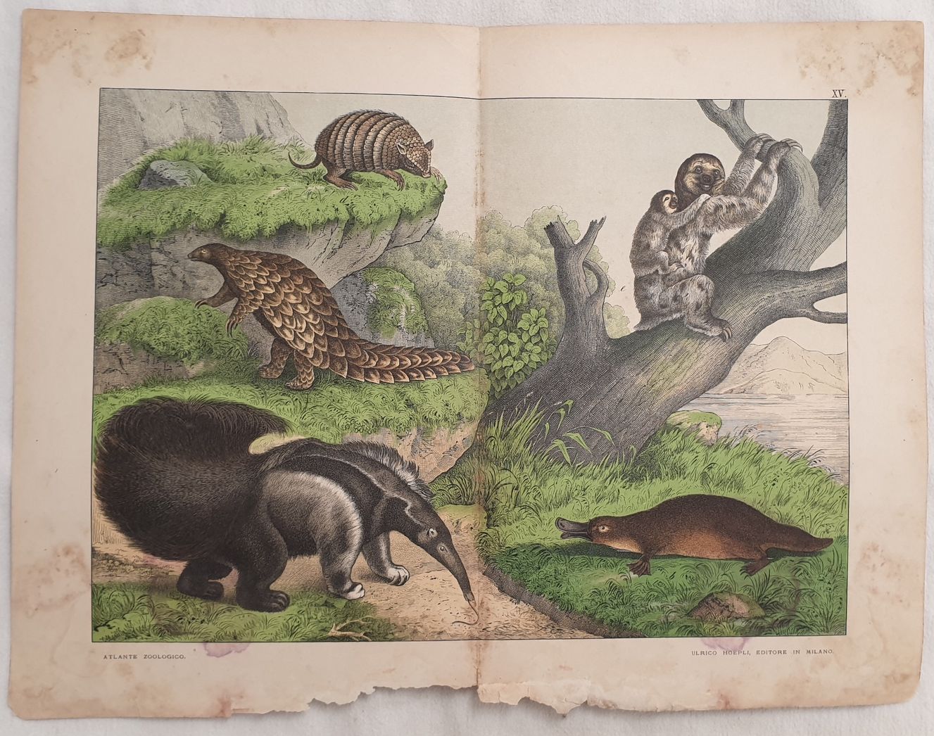 Formichiere Pangolino Armadillo Bradipo Ornitorinco Tavola Xv By Ferdinando Sordelli Sephora Di Elena Serru