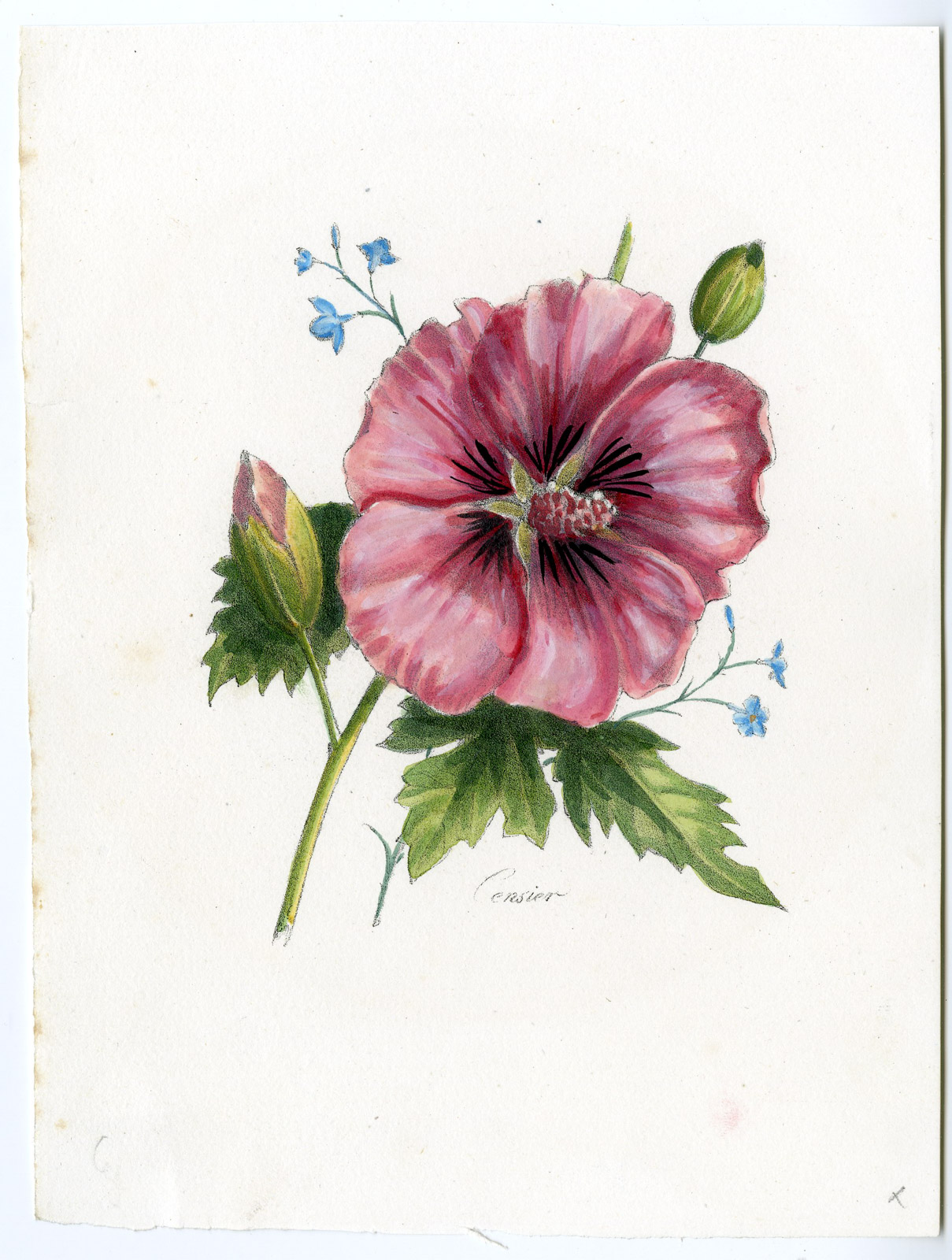 Antique Print-HIBISCUS-FLOWER-BUD-Censier-1850 [ ]