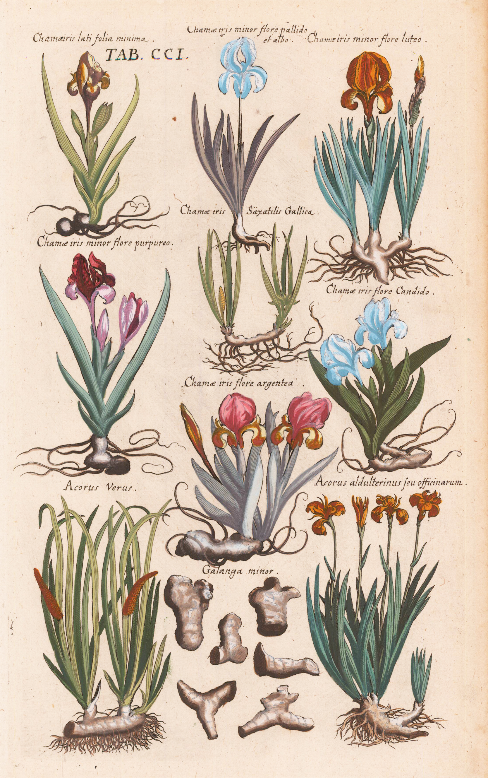 Plate: 201 Chamaeris lati folia minima. Acorus aldulterinus seu offcinarum. Hand colored copper engraving by Valentini after Matthaeus Merian and de