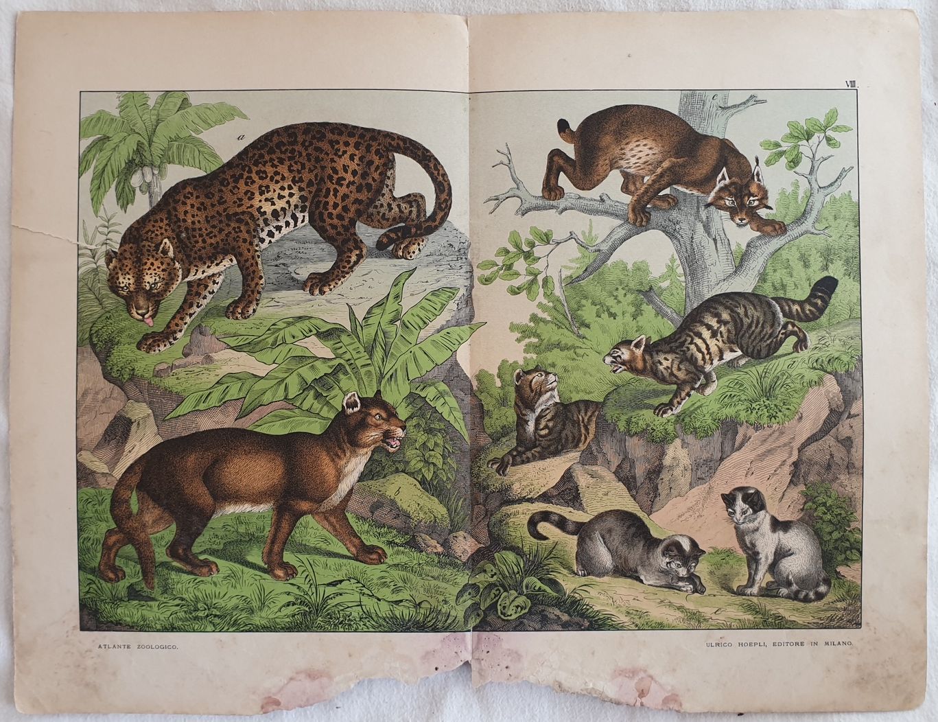 LEOPARDO PUMA LINCE GATTO SELVATICO GATTO DOMESTICO TAVOLA VIII de Ferdinando Sordelli Sephora di Elena Serru