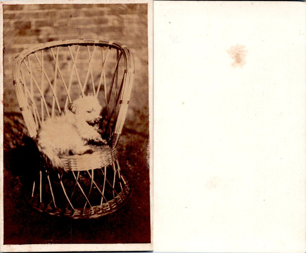 CDV Petit chien blanc dormant dans un fauteuil en osier, circa 1860 Photographie originale / Original photograph [ ]